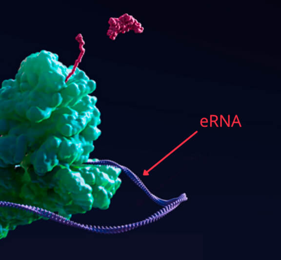 Why Could Circular RNA Be the Next Breakthrough Drug?